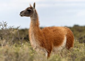 Un pariente del camello en Sudamérica: cuatro datos sobre el guanaco, un animal ancestral de la Patagonia | National Geographic