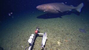 Un tiburón descubierto en aguas antárticas tiene superpoderes de supervivencia | National Geographic