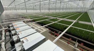 Una granja está minando Bitcoin para mantener la temperatura de sus invernaderos