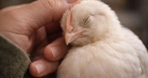 el contacto humano puede hacerles sentir bien