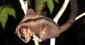 encuentran un marsupial “extinto” hace 6.000 años en una selva de Nueva Guinea con un dedo muy peculiar