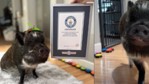 esta es la historia del animal que conquista las redes