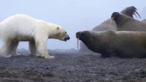 "Una auténtica batalla de titanes": el momento en que un oso polar se enfrentó a una manada de morsas