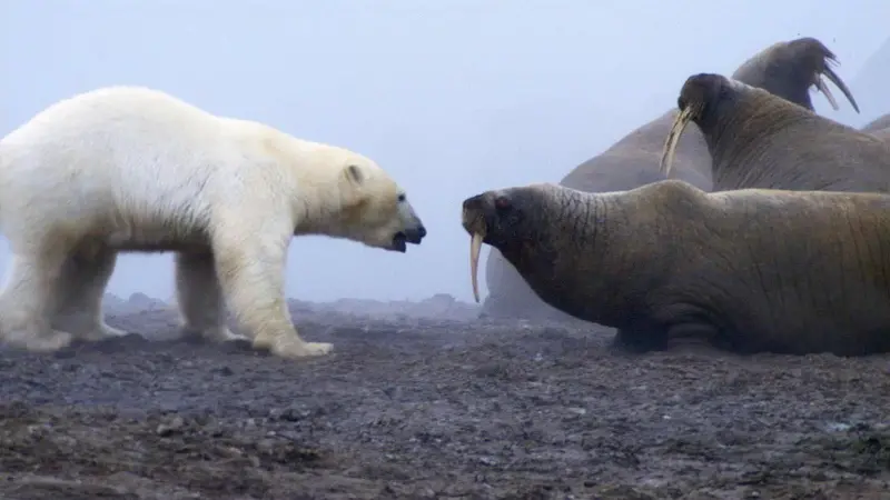 "Una auténtica batalla de titanes": el momento en que un oso polar se enfrentó a una manada de morsas