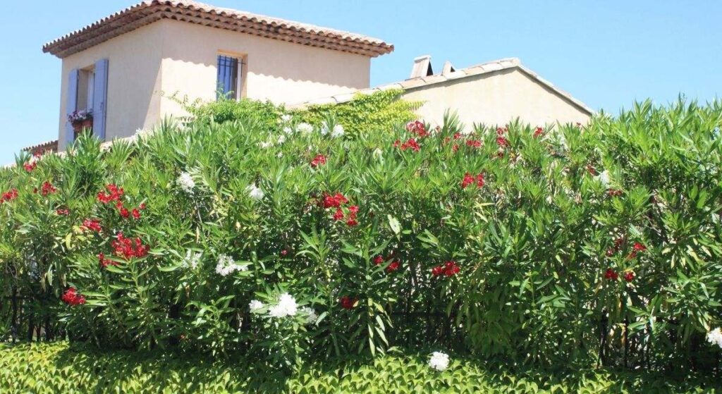 3 plantas que bloquean la vista de los vecinos mejor que una valla