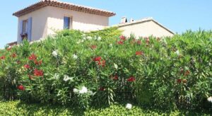 3 plantas que bloquean la vista de los vecinos mejor que una valla
