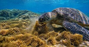 67 mordiscos en 15 minutos: estas tortugas podrían cambiar cómo frenar las algas invasoras