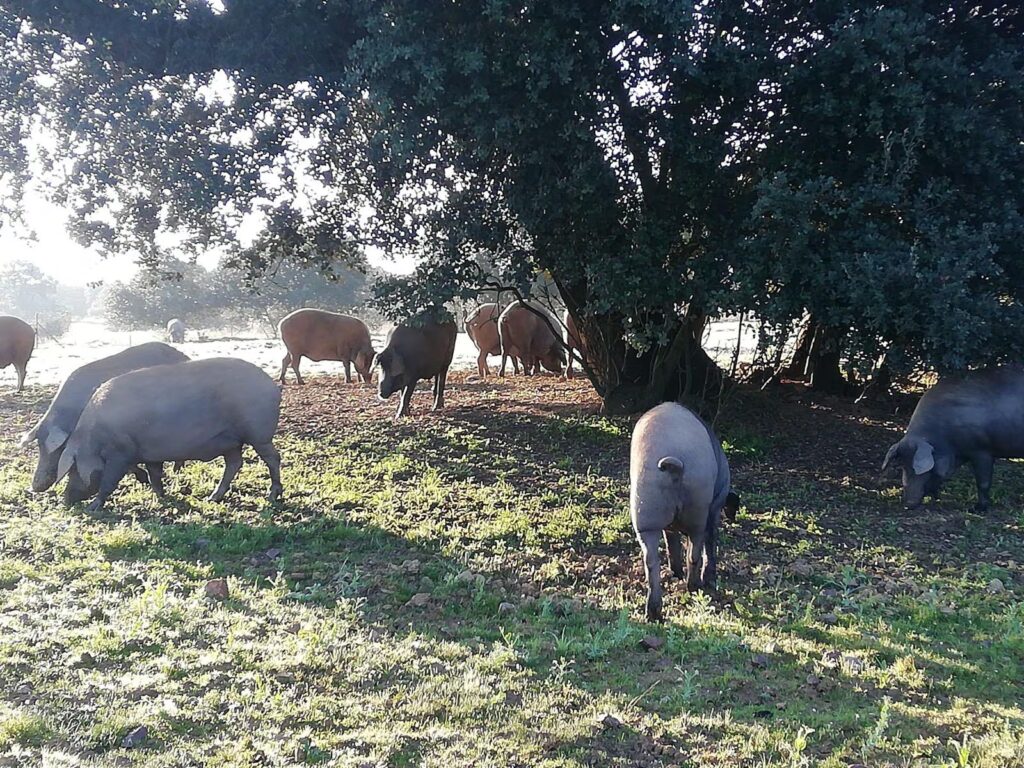 Agricultura entra en la guerra del ibérico al advertir a Guijuelo de que no podrá utilizar el sello si incumple la norma de calidad