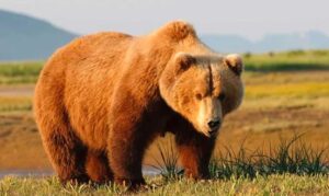 Al menos dos soldados estadounidenses resultaron heridos por el ataque de un oso en Alaska