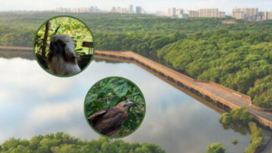Alas libres: estos son los 62 animales silvestres que regresan a su hábitat natural tras acciones de rescate lideradas desde Barranquilla