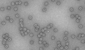 Aspectos hasta ahora desconocidos de la evolución de los virus