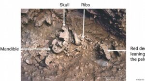 Bebé neandertal tenía 6 meses, pero se veía como uno de 14