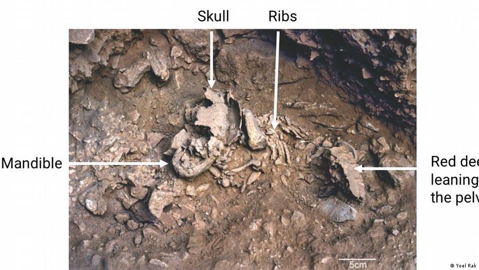 Bebé neandertal tenía 6 meses, pero se veía como uno de 14