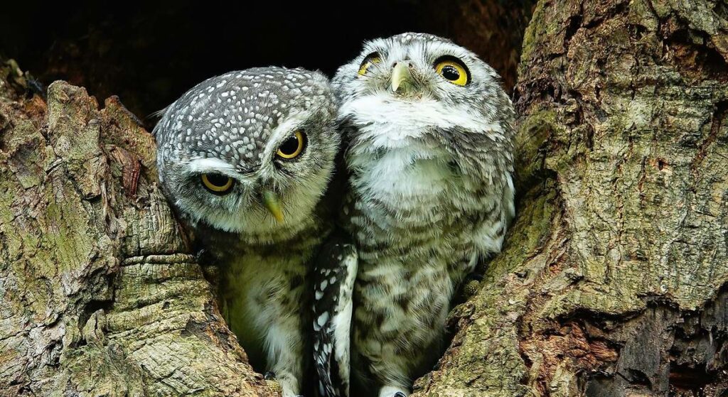 Blue Owl Capital vuelve a bloquear reembolsos tras una fuga masiva de capital