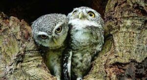 Blue Owl Capital vuelve a bloquear reembolsos tras una fuga masiva de capital