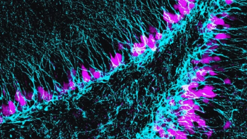 Científicas españolas acaban de identificar un gen clave para proteger la reserva de células madre del cerebro. Su papel en los primeros días de vida podría determinar cómo envejece el hipocampo décadas después