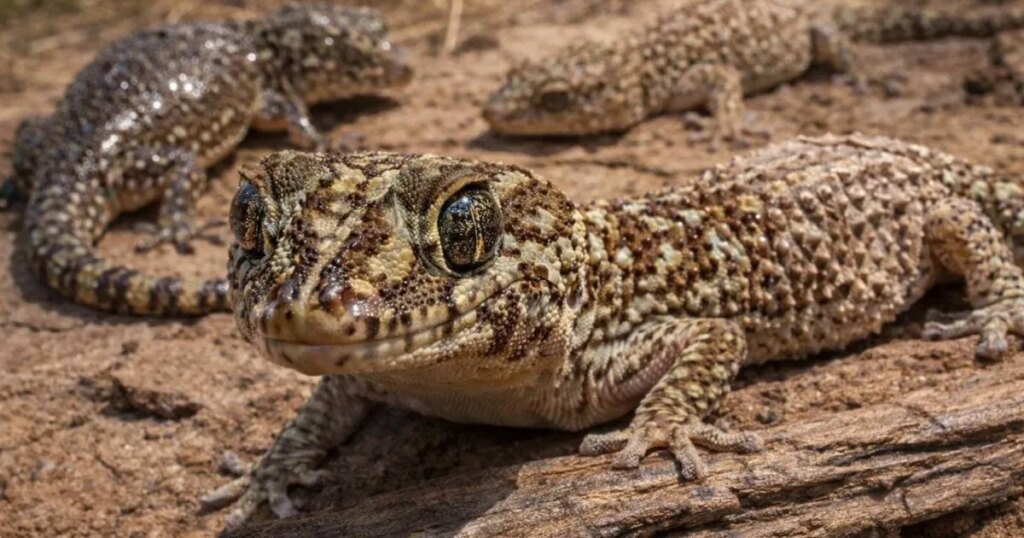 Científicos descubren en geckos tropicales una adaptación inesperada para sobrevivir a la estación seca