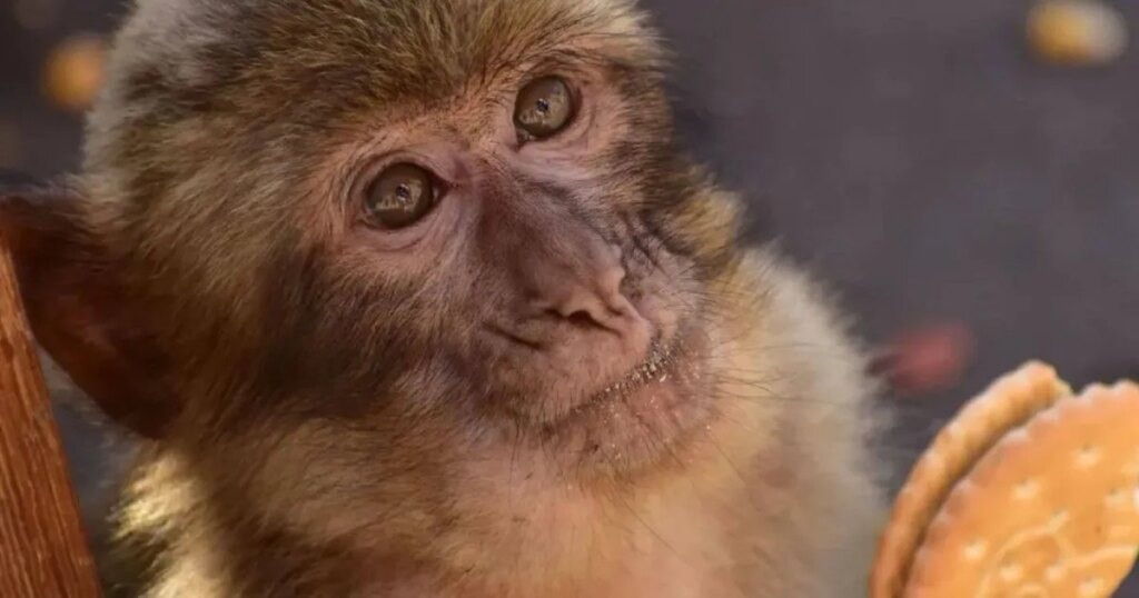 Científicos descubren por qué los monos de Gibraltar comen tierra