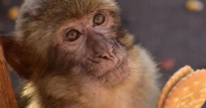 Científicos descubren por qué los monos de Gibraltar comen tierra
