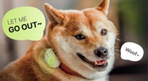 Crean un dispositivo para entender a tu mascota: funciona con una IA que traduce lo que dices al idioma de tu perro o gato