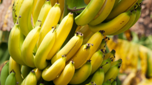 De residuos a recursos: los troncos de banano impulsan una nueva industria de textiles y papel sostenibles