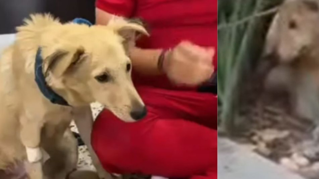 Denuncian brutal caso de maltrato animal: perrito fue lanzado desde un vehículo en movimiento y luego atropellado en la vía Soledad