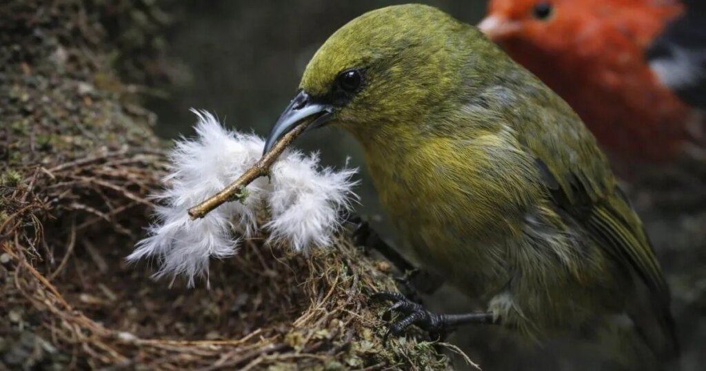 Descubren que unas aves roban ramas de 200 nidos vecinos y provocan una crisis silenciosa en las especies más únicas de Hawái