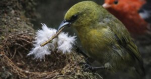 Descubren que unas aves roban ramas de 200 nidos vecinos y provocan una crisis silenciosa en las especies más únicas de Hawái