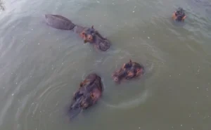 EFE | Sacrificar hipopótamos en Colombia desata choques entre ciencia, animalismo y ética – AlbertoNews