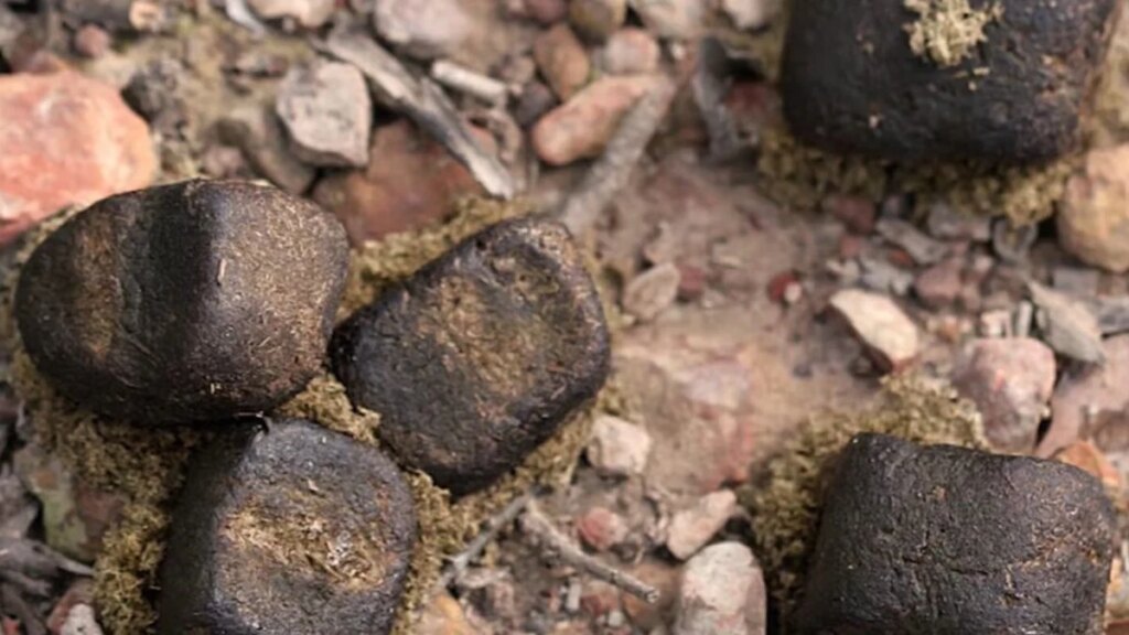 El animal cuyo excremento parece sacado de Minecraft y desconcierta a la ciencia desde hace años. Lo que parecía una rareza absurda es en realidad una herramienta evolutiva única para comunicarse sin verse en plena naturaleza