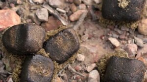 El animal cuyo excremento parece sacado de Minecraft y desconcierta a la ciencia desde hace años. Lo que parecía una rareza absurda es en realidad una herramienta evolutiva única para comunicarse sin verse en plena naturaleza