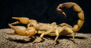 El escorpión lleva 450 millones de años usando hierro para construir las armas más duras del reino animal, y podemos aprender de ellos