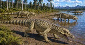 El hallazgo de un fósil olvidado 75 años en un museo revela el secreto de un cazador de 210 millones de años con una mordida brutal, pariente de los cocodrilos