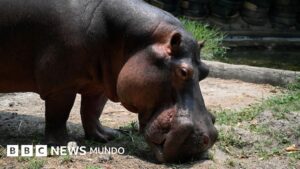 El multimillonario indio que se ofrece a salvar a los 80 hipopótamos de Pablo Escobar condenados a la eutanasia en Colombia