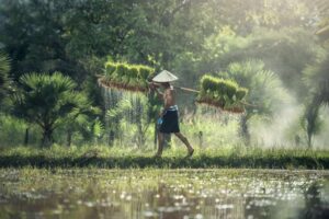 El origen del arroz: El grano que moldeó la civilización humana