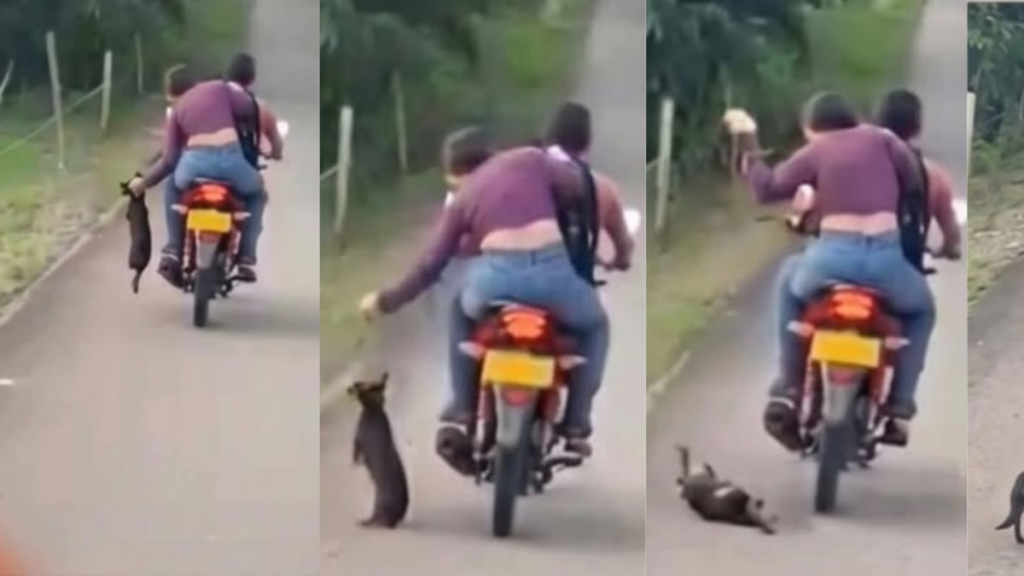 En video, quedó captado el momento en el que pareja abandonó a perrito en una vía en Caquetá: denunciaron a presunta responsable
