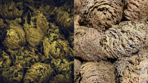 Esa planta ‘finge’ estar muerta: puede durar hasta 15 años seca sin agua, para revivir con su color verde intenso