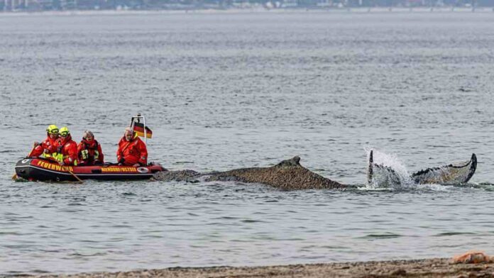Experto habla de «día decisivo» para ballena atrapada en costa alemana del Báltico