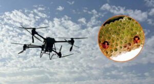 Extremadura prepara una legión de drones para proteger los campos de arroz de su plaga más dañina