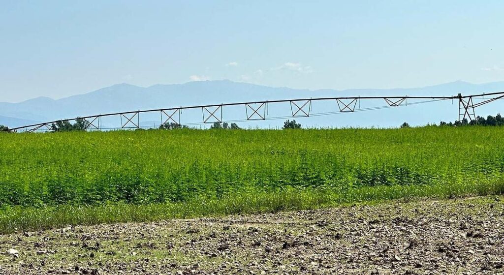 Extremadura y Portugal impulsan la cadena de valor del cáñamo, de la construcción a la alimentación
