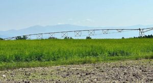 Extremadura y Portugal impulsan la cadena de valor del cáñamo, de la construcción a la alimentación