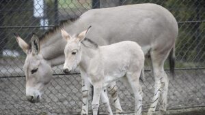 GOBIERNO JAVIER MILEI | ‘Dieta Platero’: La crisis económica empuja a Argentina a comercializar la carne de burro | elperiodico.com