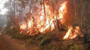 Gran incendio en el oeste de Cuba ha afectado unas 1.700 hectáreas de bosque – AlbertoNews