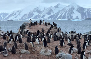 Greenpeace pide a Gobierno chileno reingreso de decreto que protege a Pingüino de Humboldt – AlbertoNews