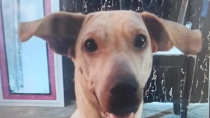 ‘Kira’, la perrita que fue golpeada brutalmente en Bucaramanga, murió por trauma craneoencefálico, no por envenenamiento: hombre acusado fue capturado