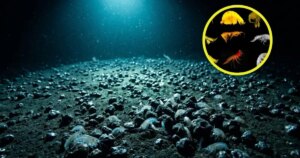 La ciencia tiene menos de cinco años para nombrar el fondo del Pacífico antes de que la minería lo cambie para siempre