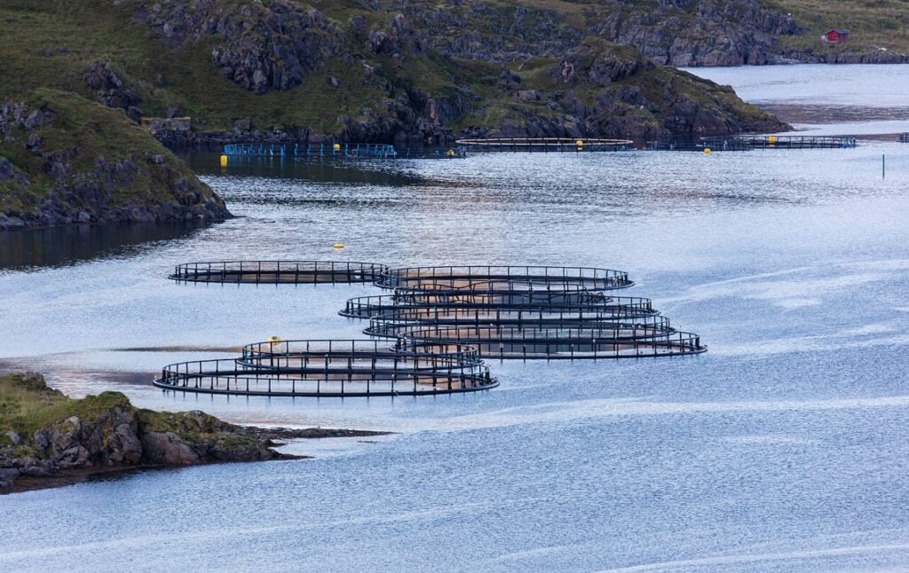 La contaminación por cocaína altera el comportamiento del salmón en su hábitat natural
