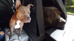 La historia de Toby, el perrito que sobrevivió pero su dueña murió en el atentado en la vía Panamericana, en Cauca : ‘Que sea símbolo de paz’