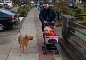 La historia viral del perrito Balto: amor, abandono y un final feliz inesperado (VIDEO)