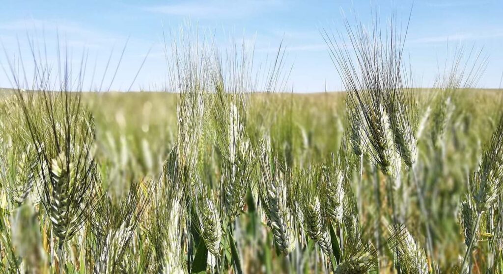 La producción de trigo duro en España sigue en caída libre con un nuevo descenso superior al 25% para la campaña 26/27